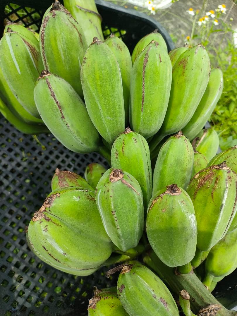 【みつばっち〜】