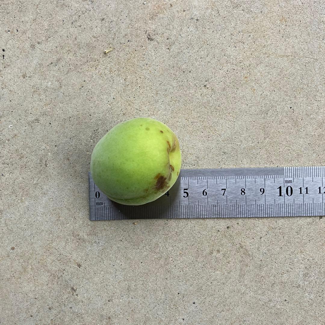 南高梅　完全無農薬　8キロ