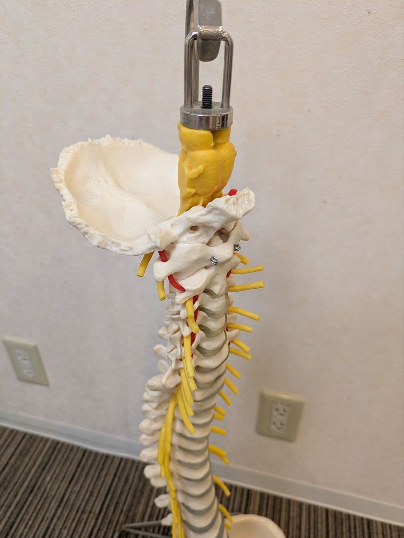 SOMSO(ソムソ)社製　脊柱模型 ドイツ製