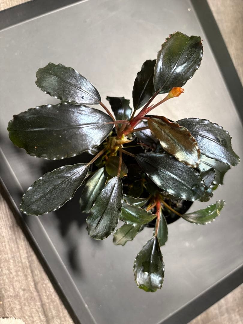 水草 Bucephalandra sp.Galaxy lic Puple