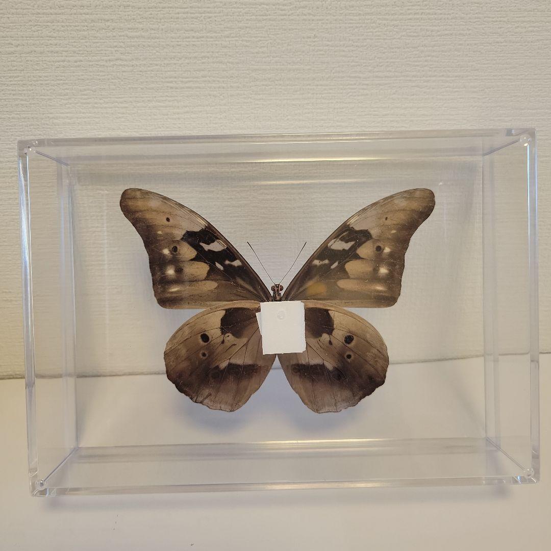 蝶の標本　ジャングルを舞う宝石(珍珍)