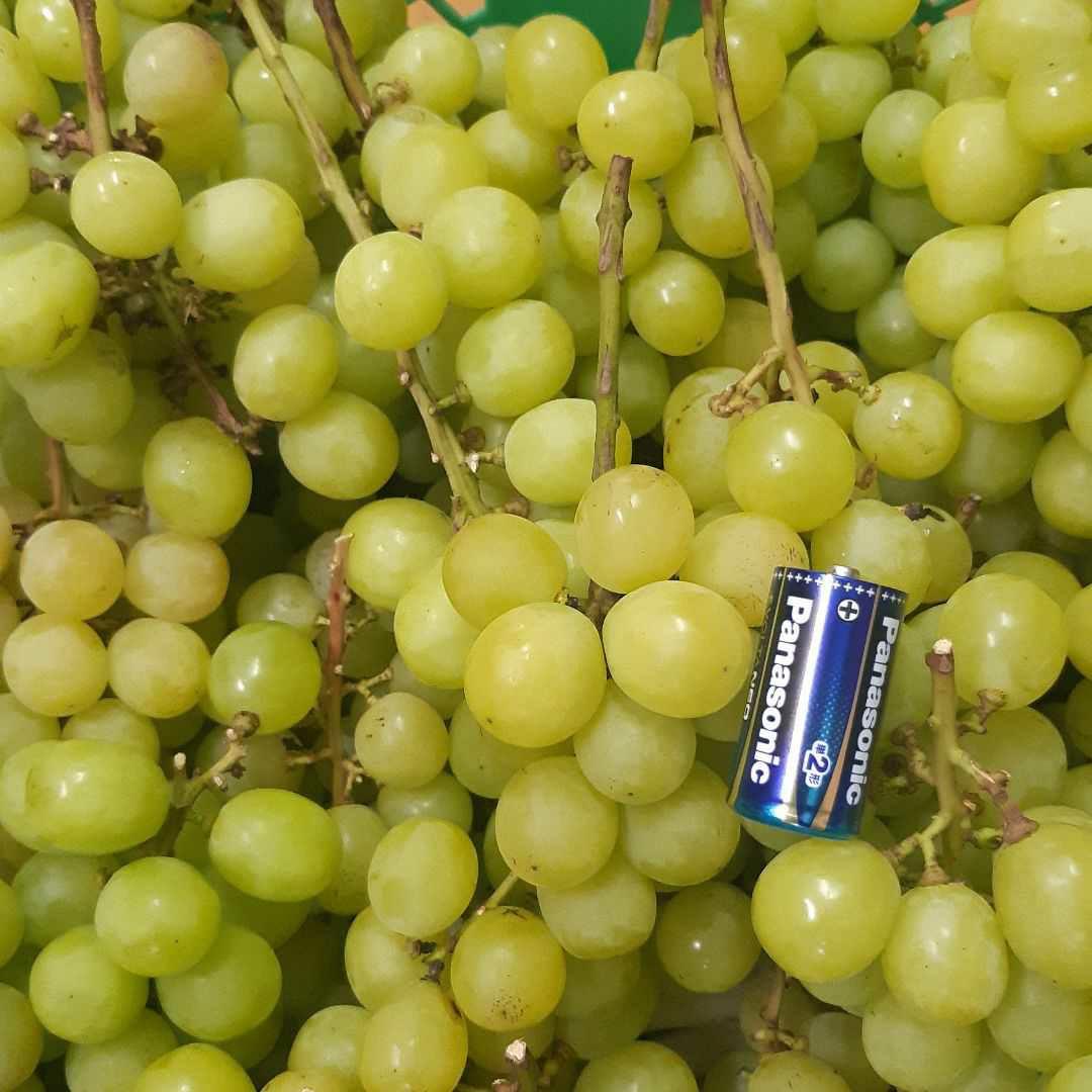 シャインマスカットお徳用家庭用訳有り品