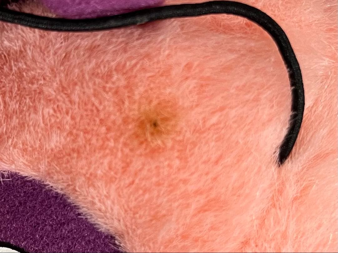 ドラゴンクエストモンスターズ2 わるぼう 並品