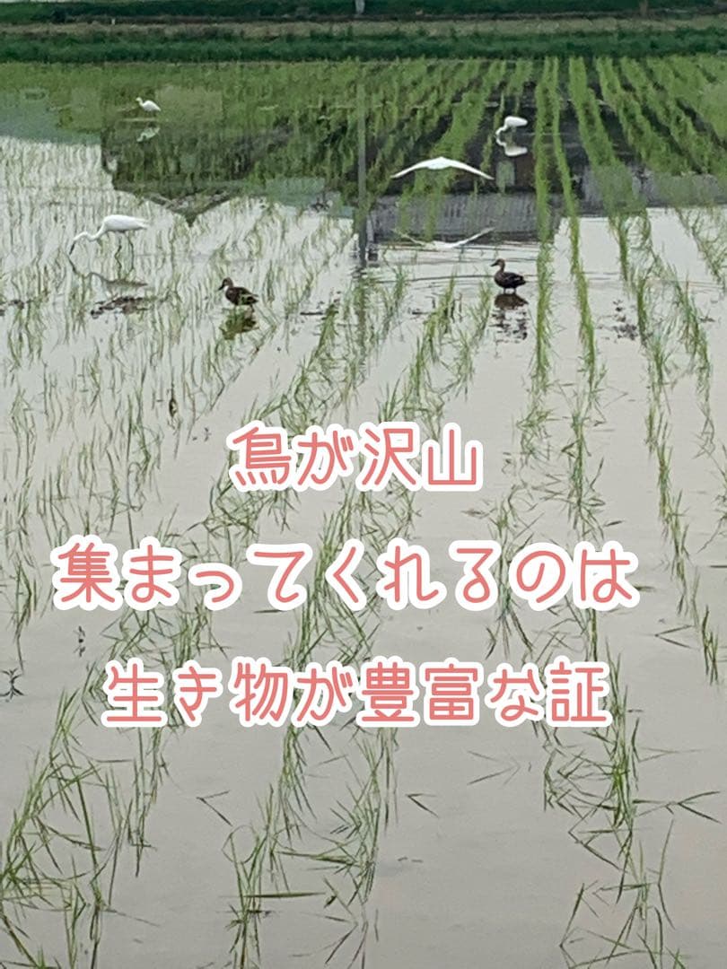 自然栽培【イセヒカリ】白米20kg[5kg×4袋]新米 無農薬無施肥の自然栽培米