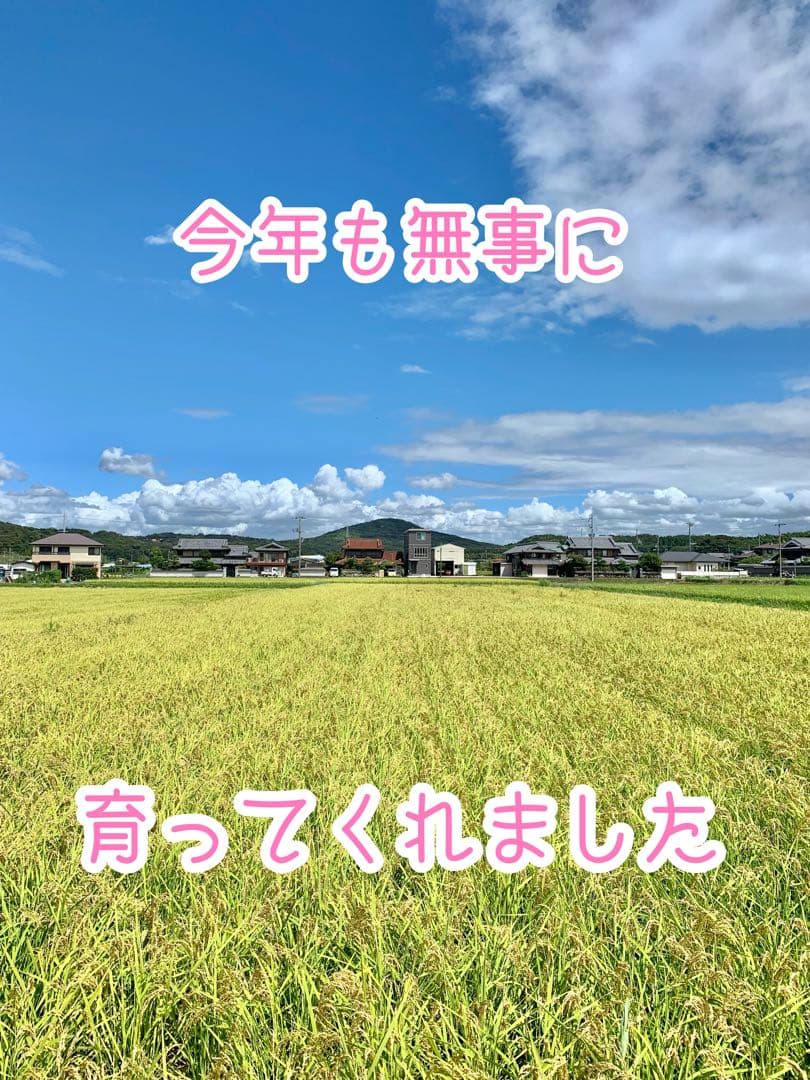 自然栽培【イセヒカリ】白米20kg[5kg×4袋]新米 無農薬無施肥の自然栽培米