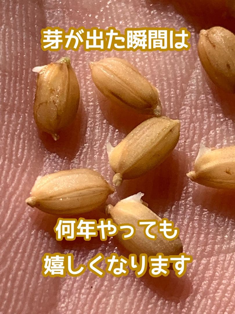 自然栽培【イセヒカリ】白米20kg[5kg×4袋]新米 無農薬無施肥の自然栽培米