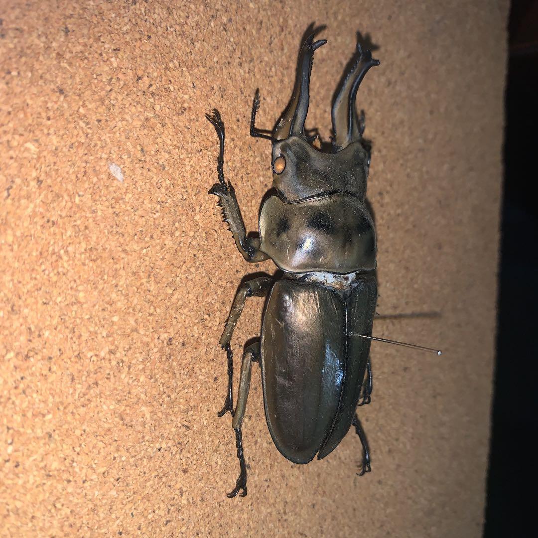 A.ローゼンベルク　オオゴンオニクワガタ雄78㍉野外品
