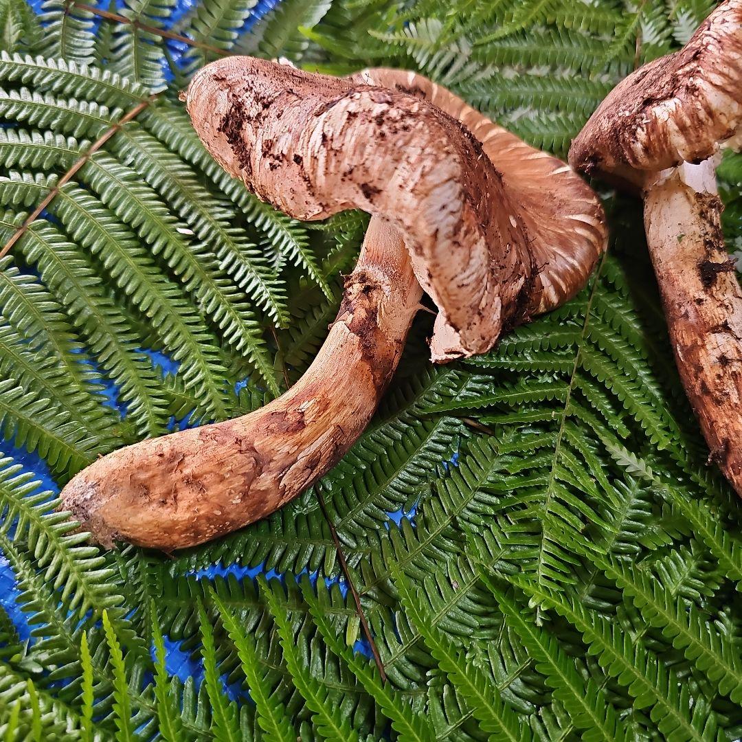 広島県産 松茸 277g　ラスト