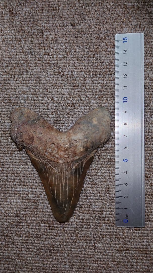 巨大サメ メガトロンサメの歯 化石 約9cm
