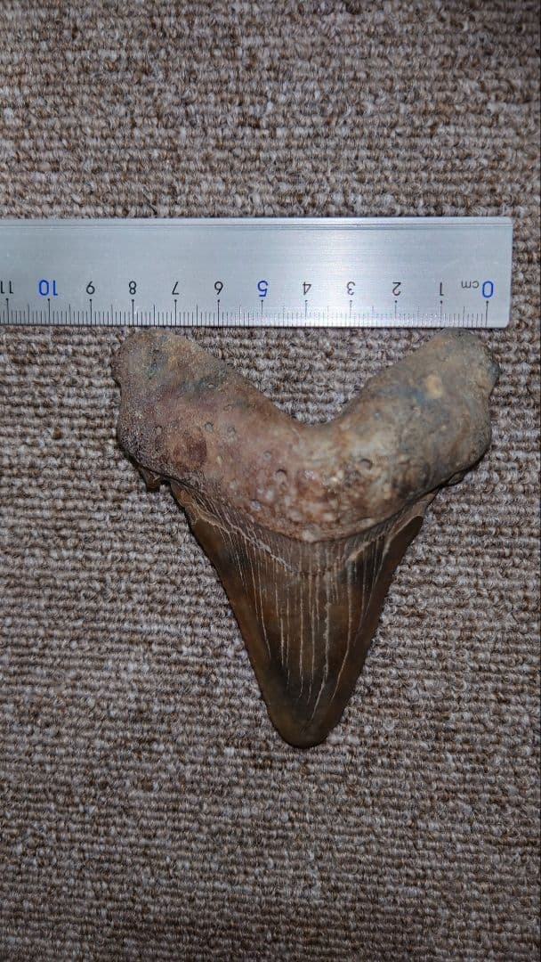 巨大サメ メガトロンサメの歯 化石 約9cm