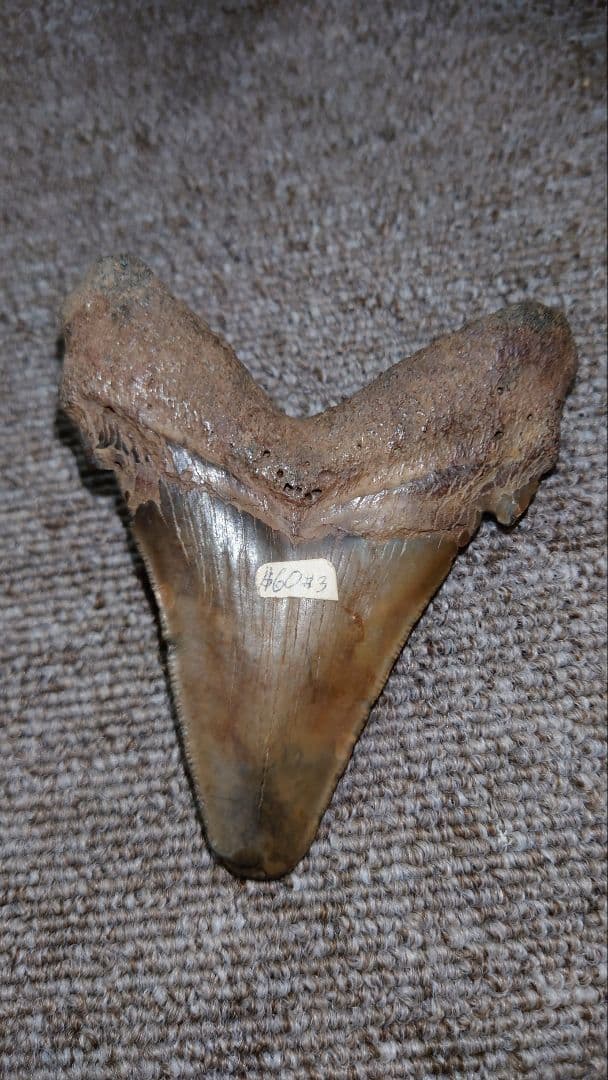 巨大サメ メガトロンサメの歯 化石 約9cm