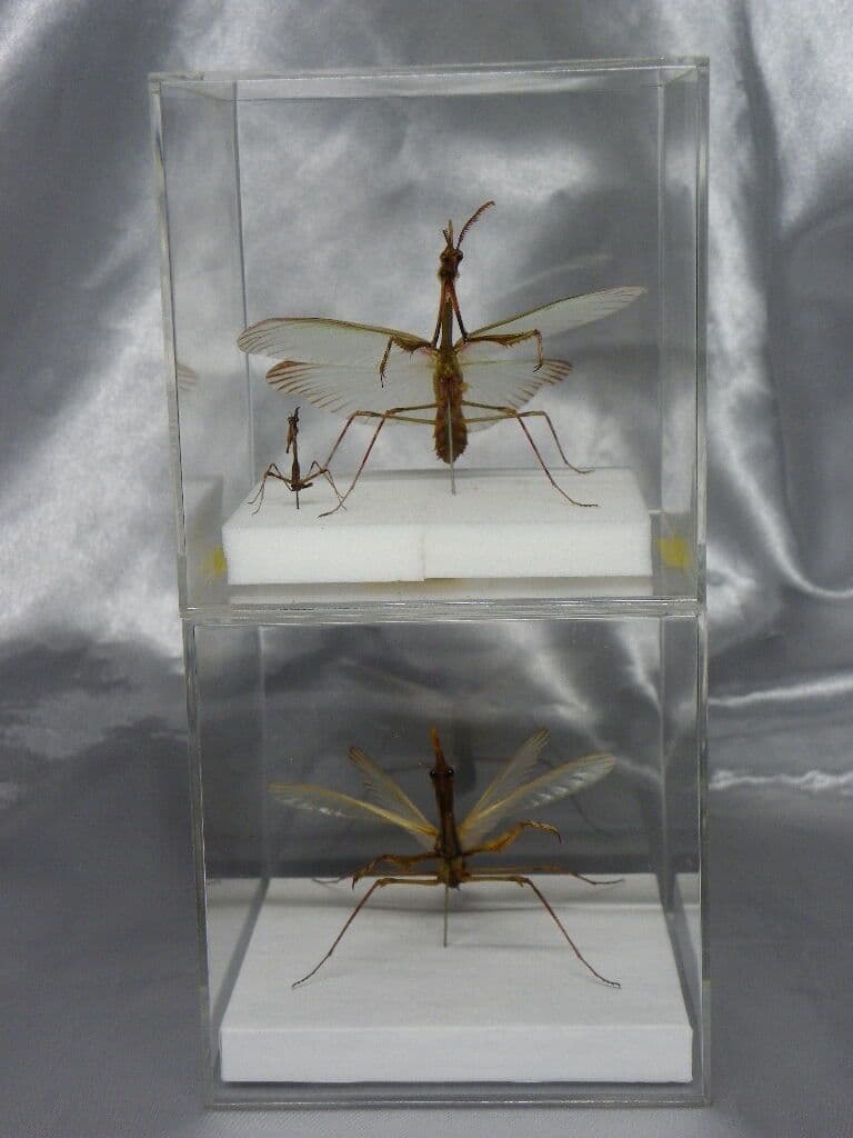 エンプーサペンナータ　クシヒゲカマキリ　ペア 立体標本　ジャンク