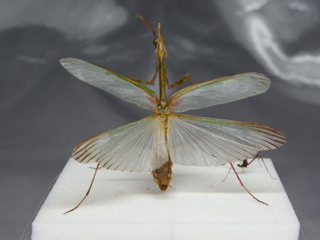 エンプーサペンナータ　クシヒゲカマキリ　ペア 立体標本　ジャンク