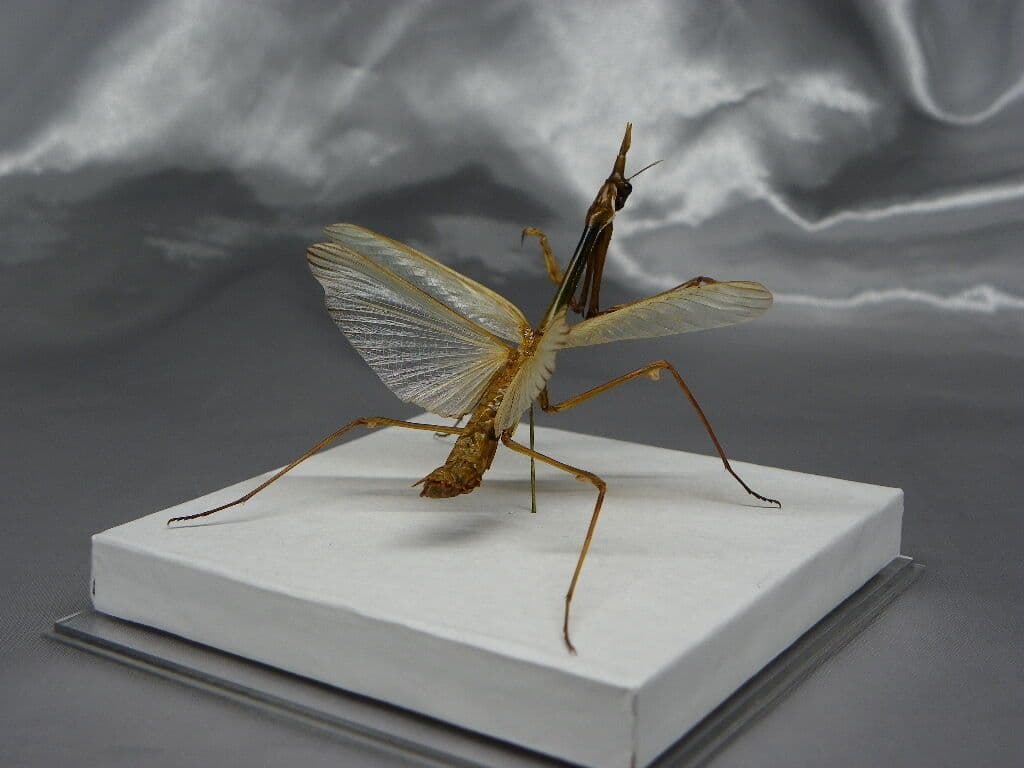 エンプーサペンナータ　クシヒゲカマキリ　ペア 立体標本　ジャンク