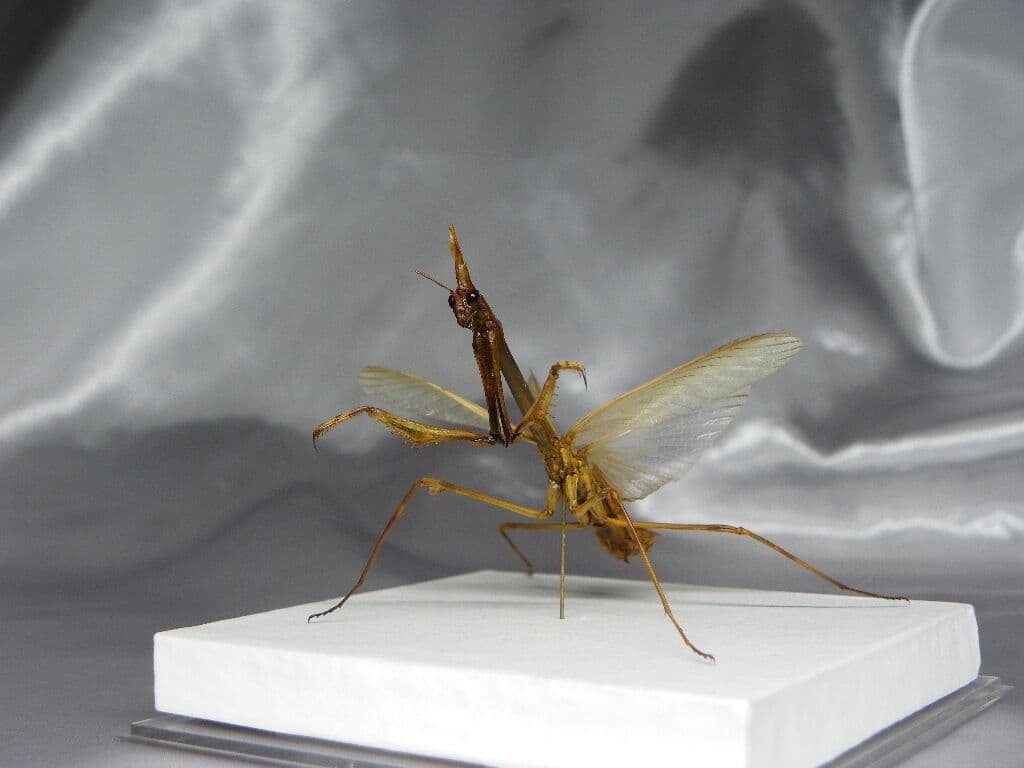 エンプーサペンナータ　クシヒゲカマキリ　ペア 立体標本　ジャンク