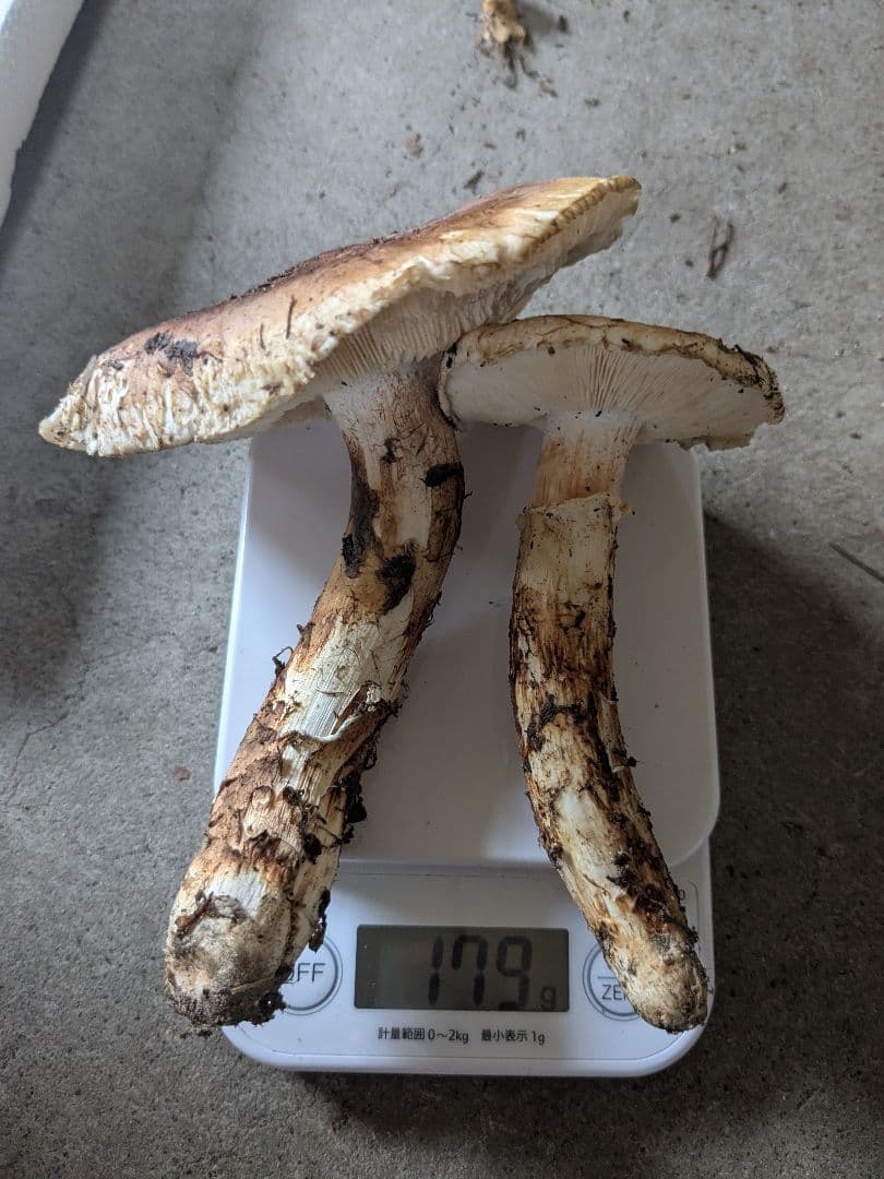 岩手県岩泉産　松茸　約380g