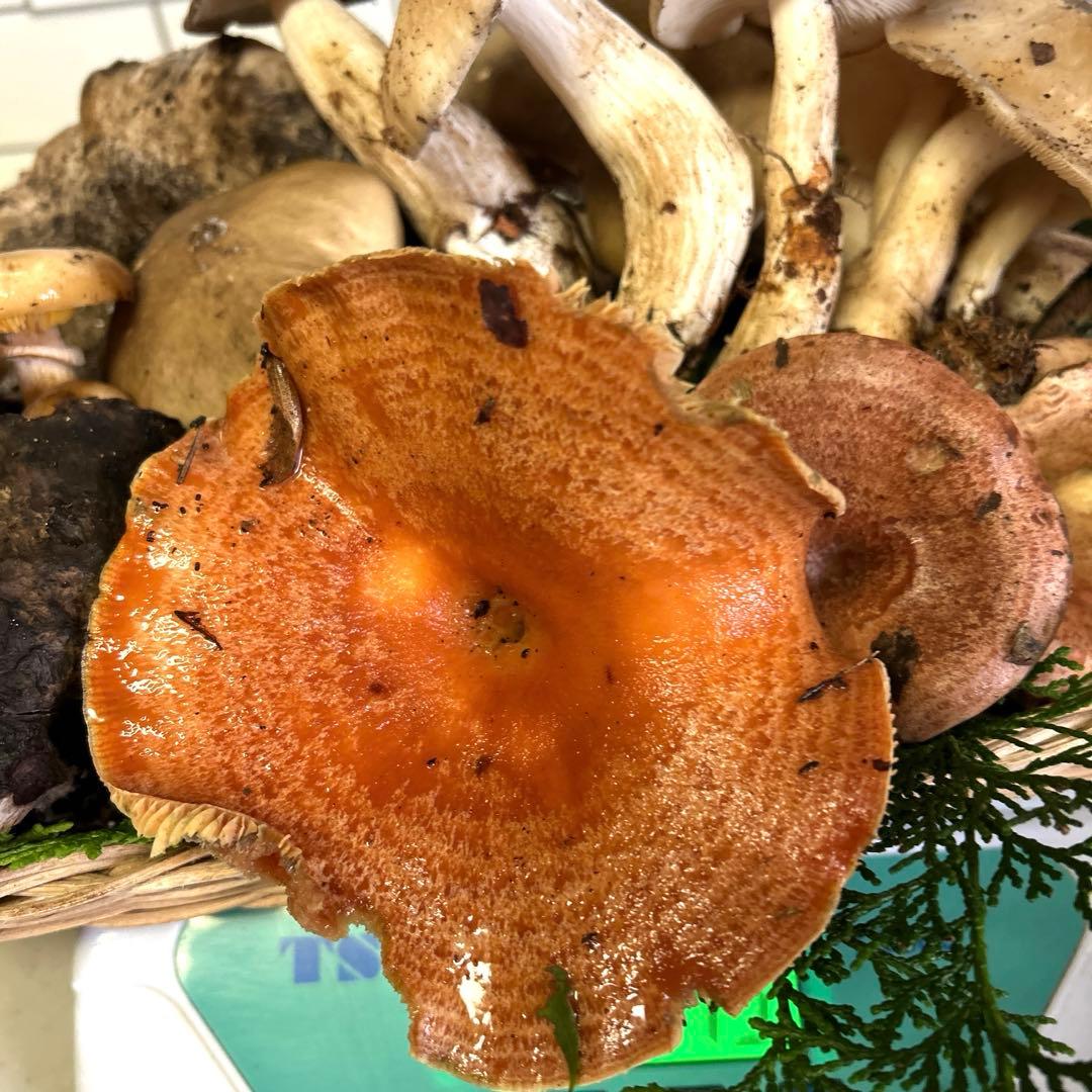 すずちゃん。天然きのこセット