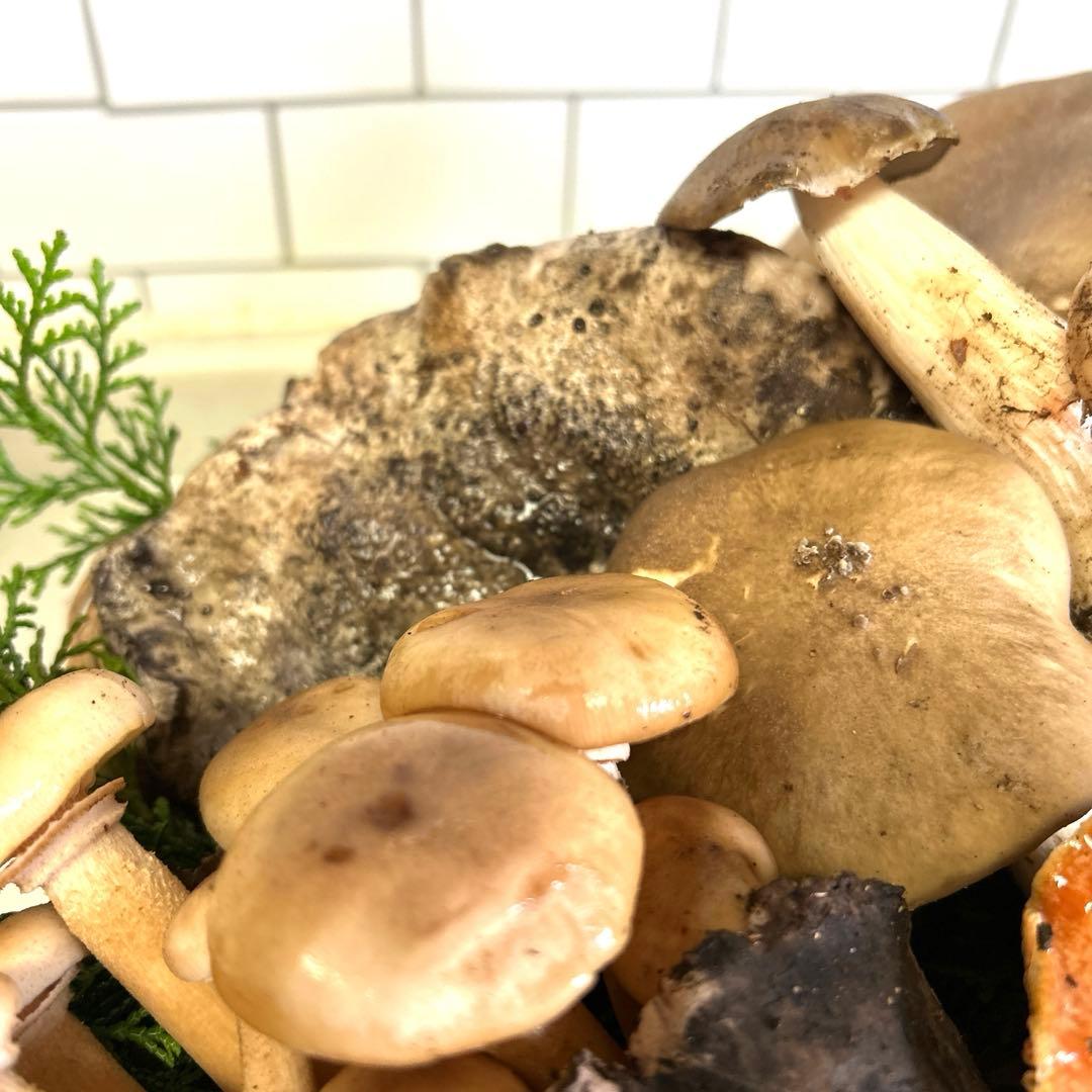 すずちゃん。天然きのこセット