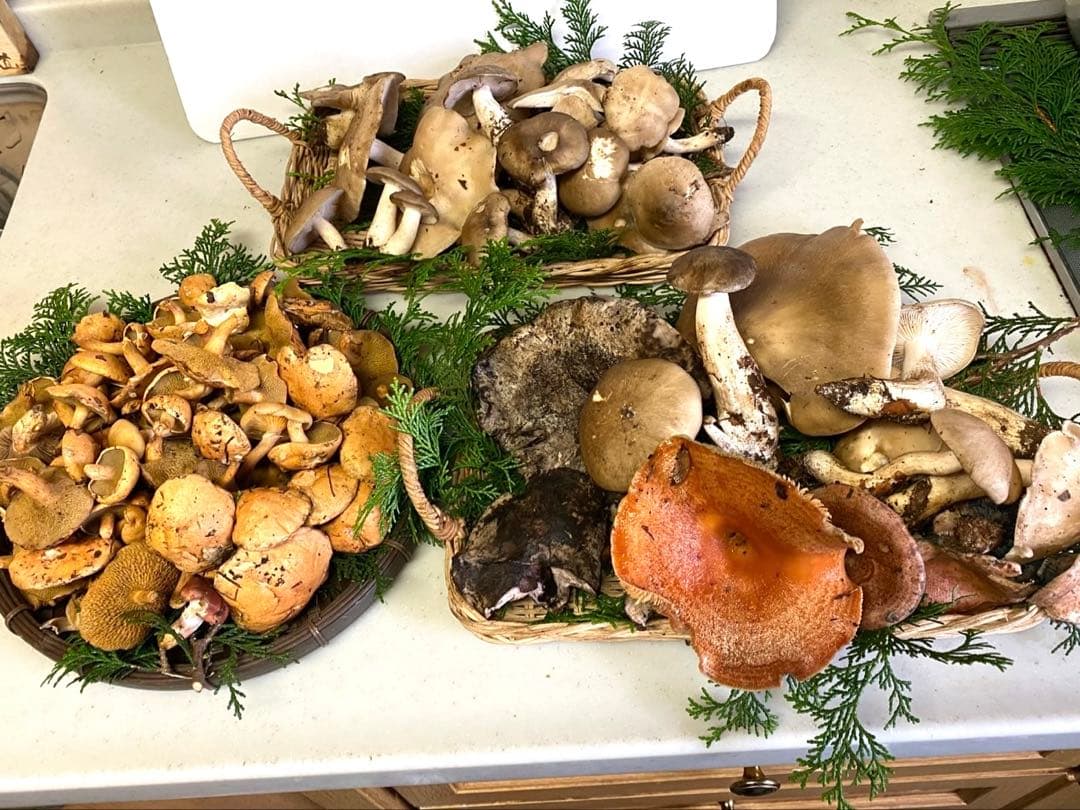 すずちゃん。天然きのこセット