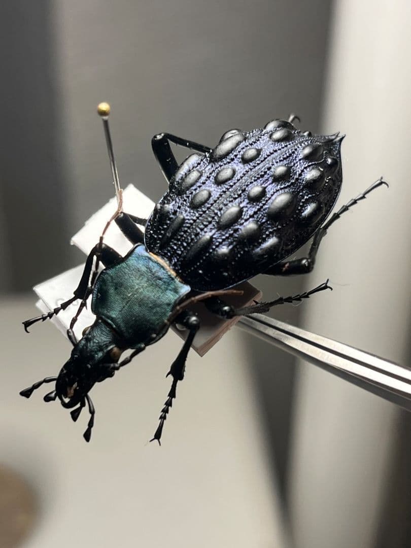 【41mm】Coptolabrus pustuliferイボカブリモドキ標本