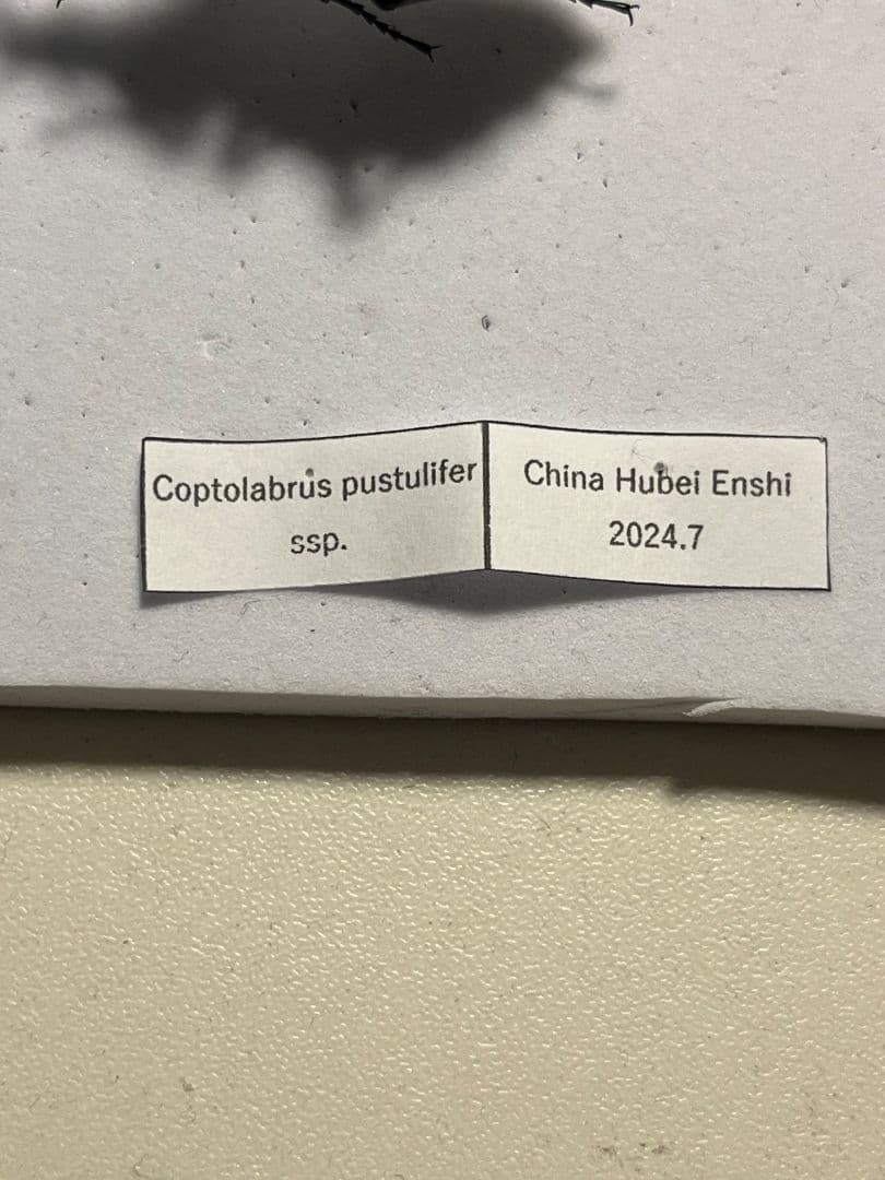 【41mm】Coptolabrus pustuliferイボカブリモドキ標本