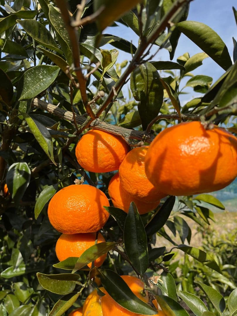 和歌山県由良町産　はるみ　10kg