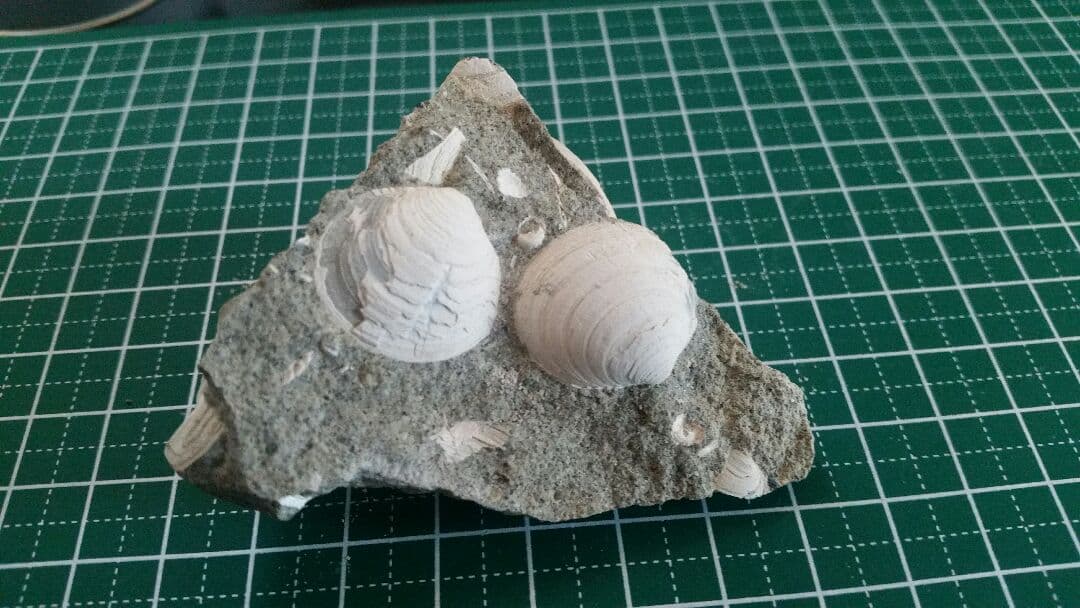 【母岩は最高に硬く重いノジュール】　化石　二枚貝　日本　岐阜県　瑞浪産