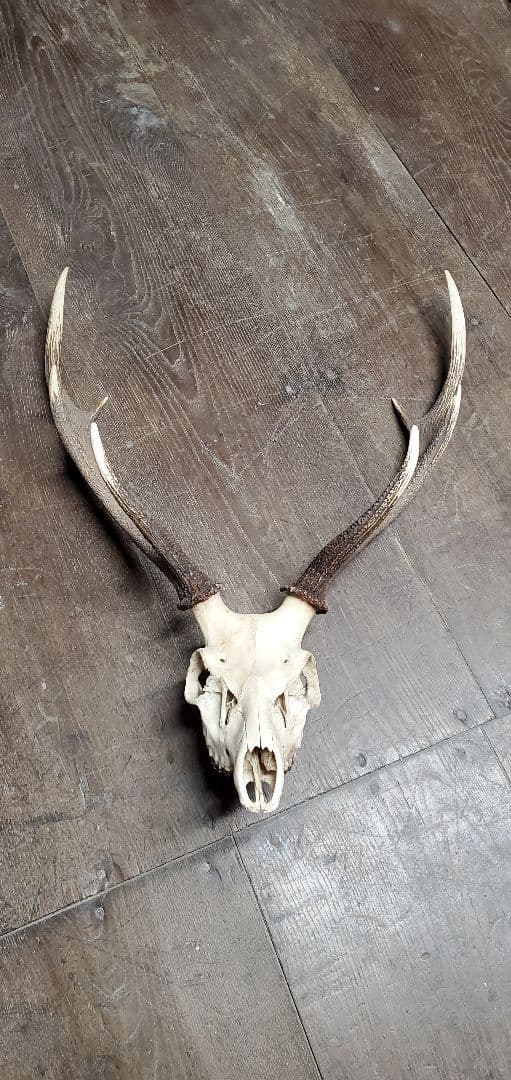 ニホンジカ雄　成獣約80kgの個体　トロフィー