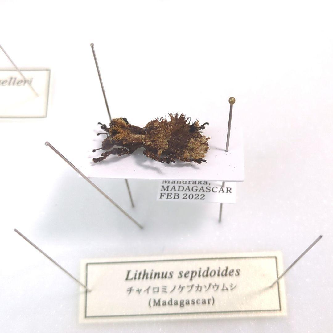 希少　標本　野外品　マダガスカル　チャイロミノケブカゾウムシ