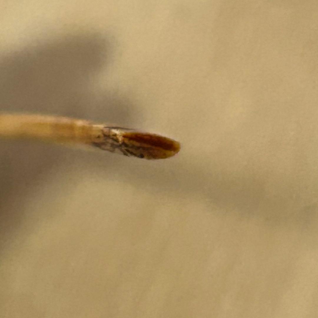 茶道具　茶杓　象牙調