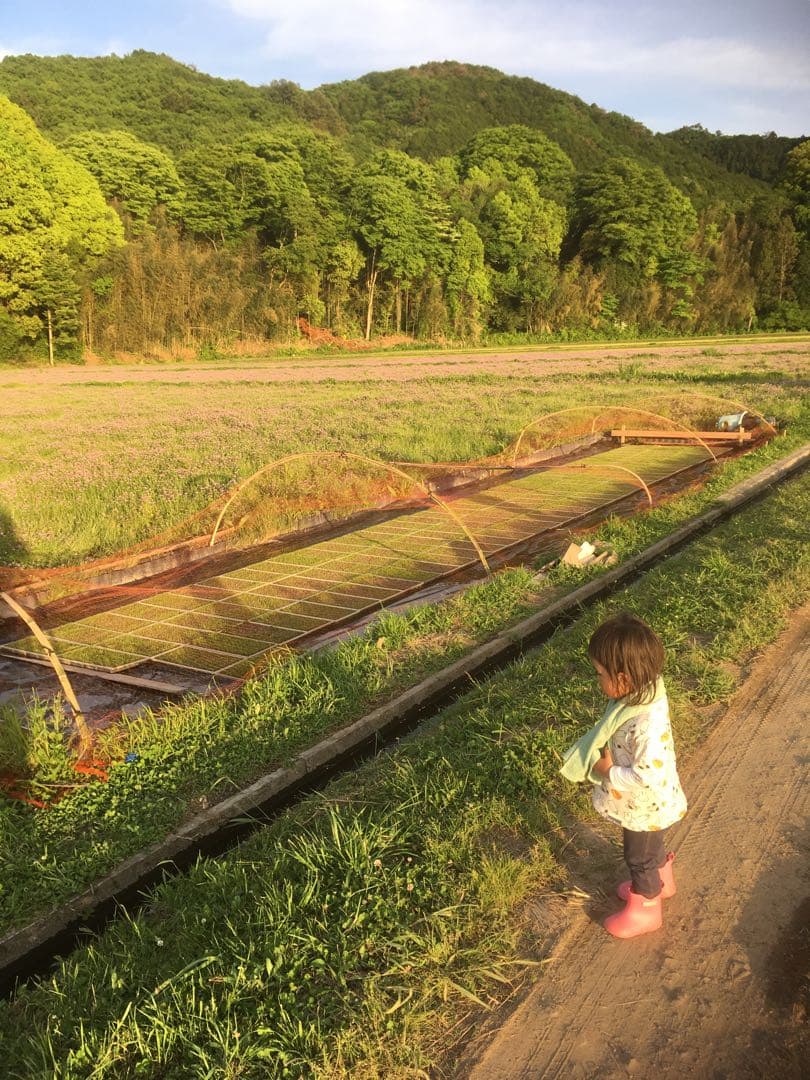 【れんげ米　玄米20.0kg コシヒカリ又はあさひの夢】　栽培期間中農薬不使用