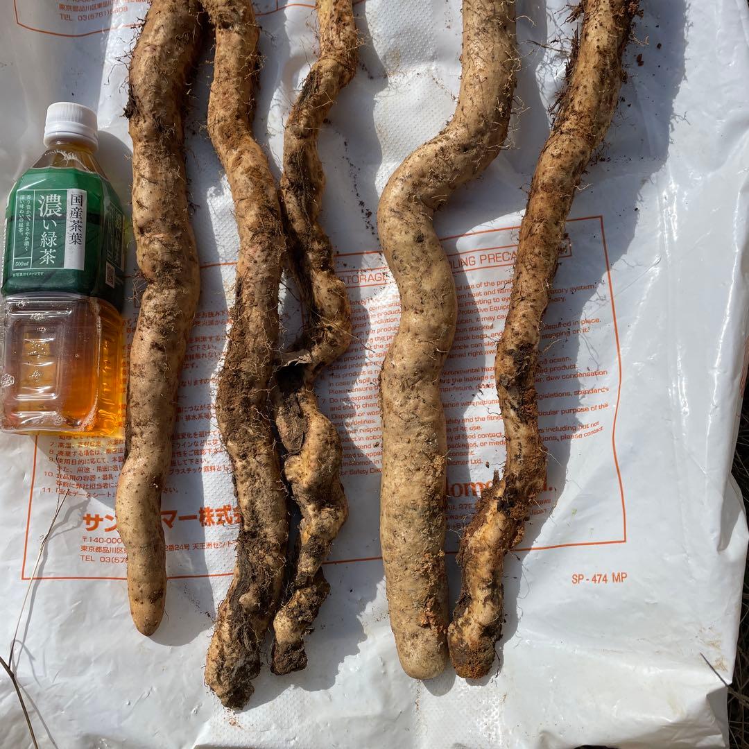 天然自然薯ーー2キロ
