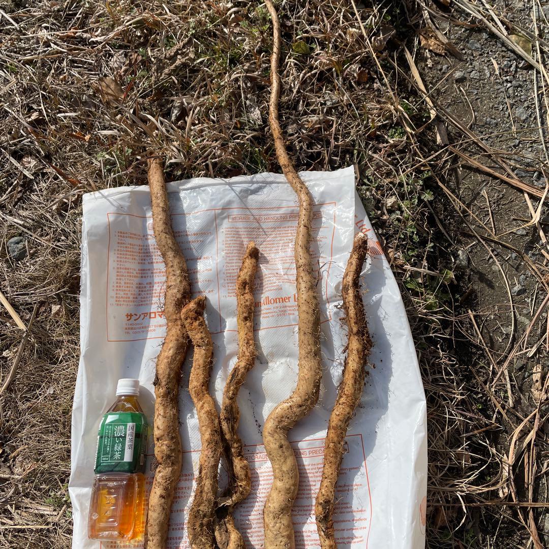 天然自然薯ーー2キロ