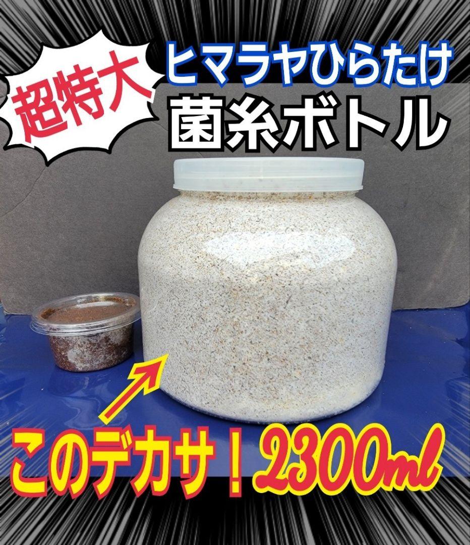 超特大2300ml【3本】ヒマラヤひらたけ菌糸瓶☆90ミリ以上の大型クワガタ専用