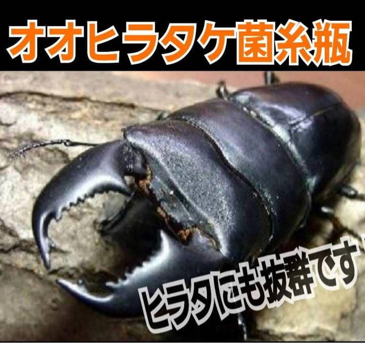 超特大2300ml【3本】ヒマラヤひらたけ菌糸瓶☆90ミリ以上の大型クワガタ専用