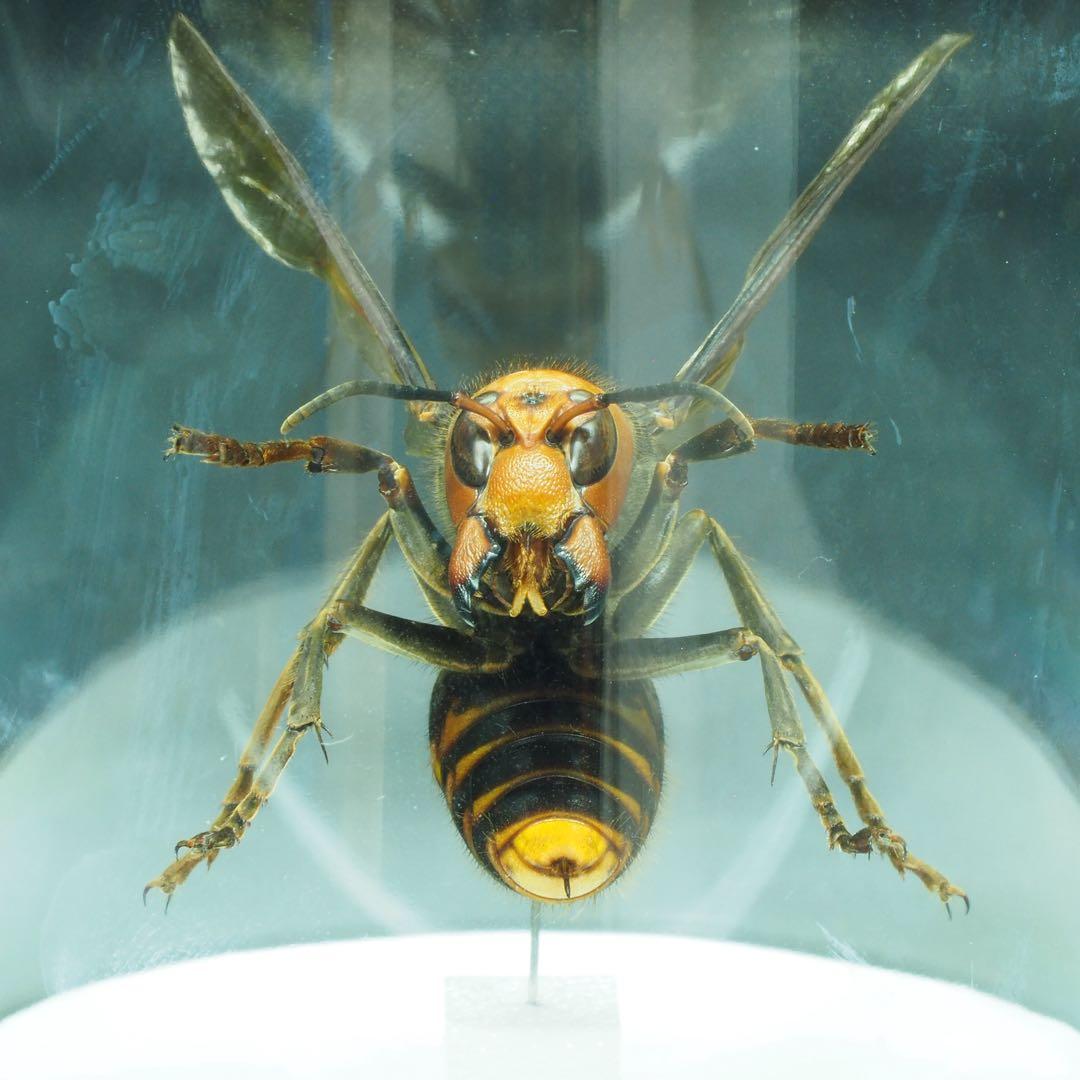オオスズメバチ　女王蜂　立体標本2501