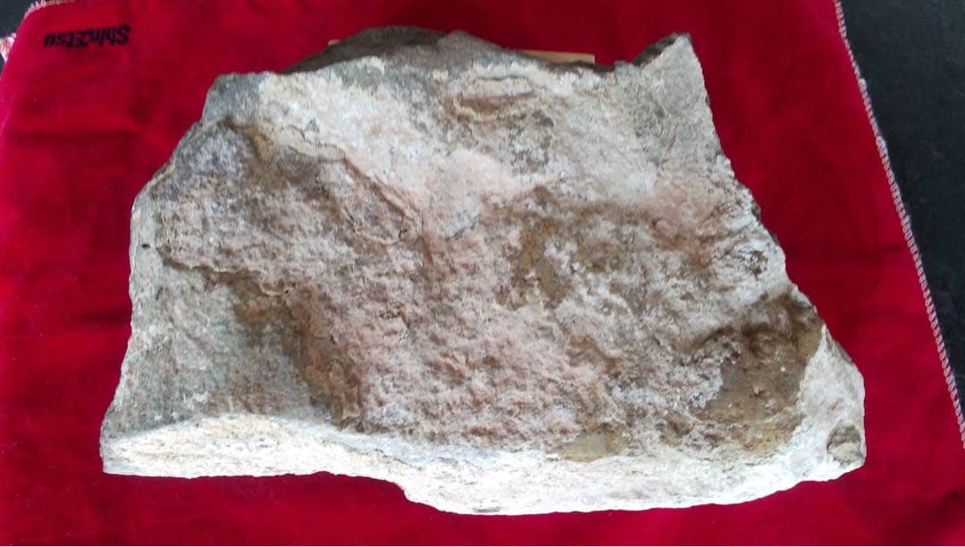 三葉虫化石　化石　古道具　アンティーク　ディスプレイ　オブジェ