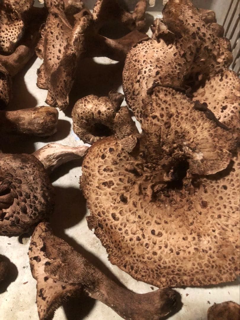 てるてる　島根県産　乾燥　香茸　300g