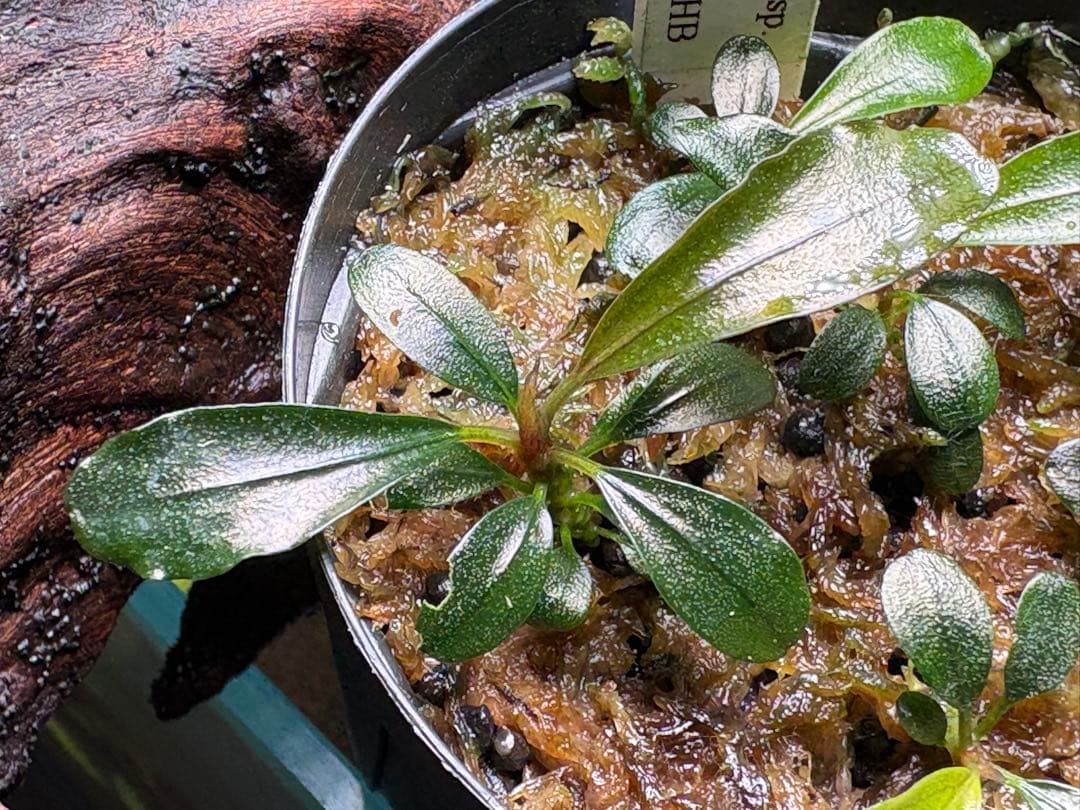 水草 Bucephalandra sp.Super Demos