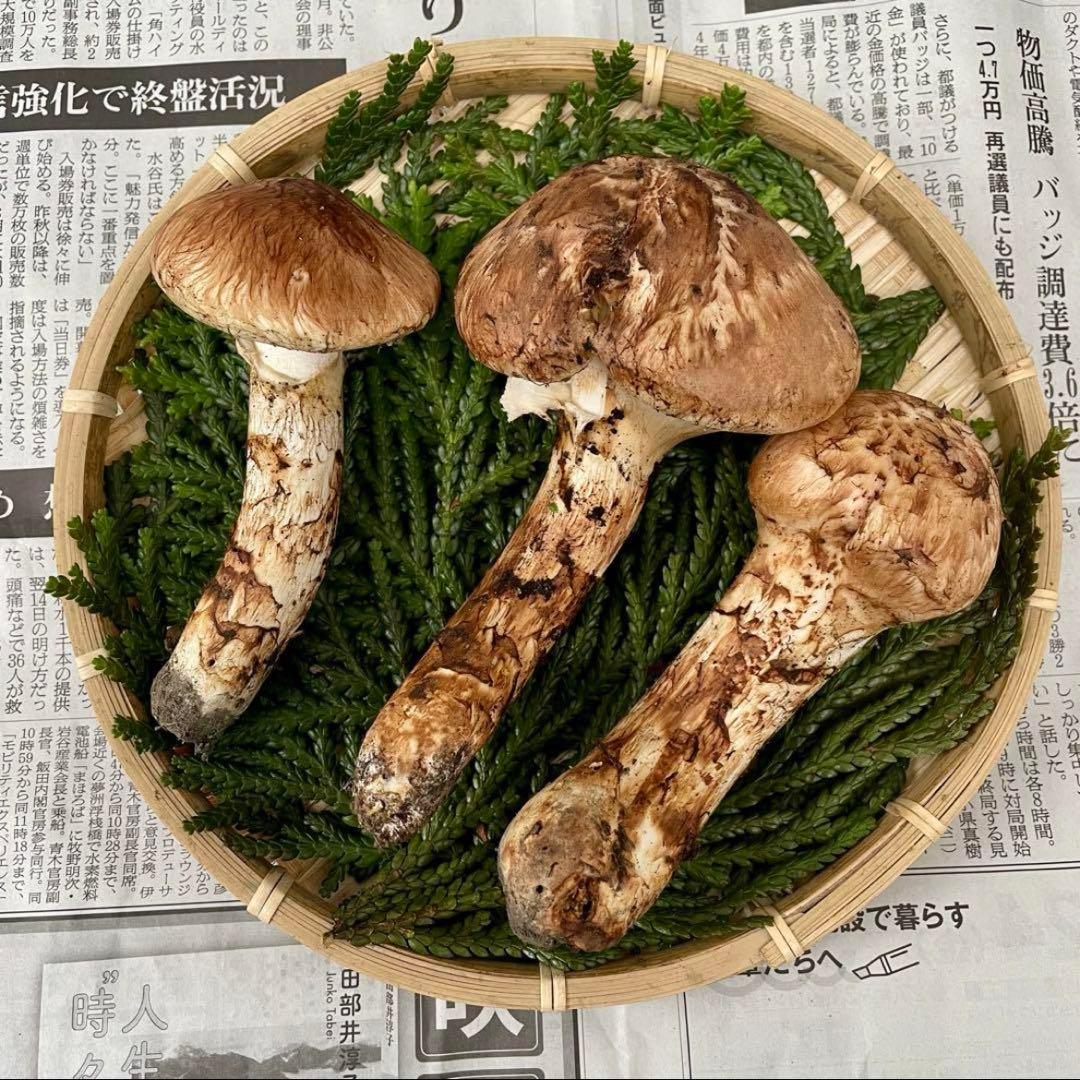 天然きのこ 松茸 国産 マツタケ まつたけ 大自然の凛さん採取その141
