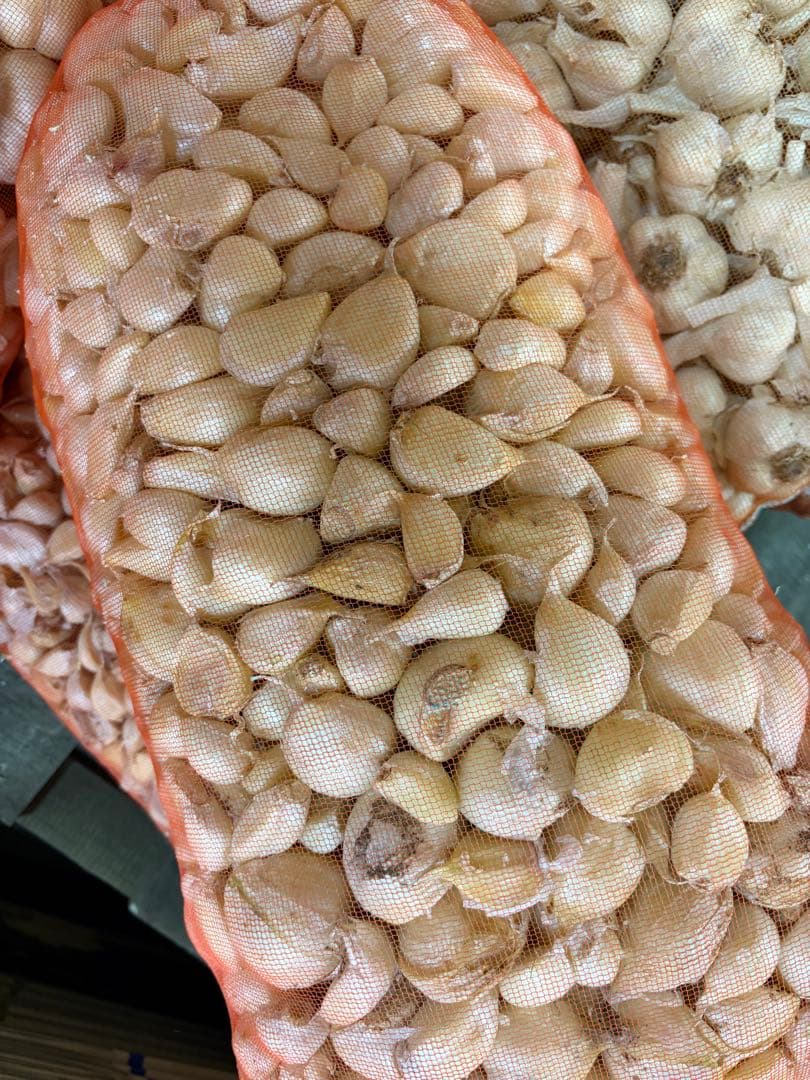 新物 青森県産 福地ホワイト六片 にんにく 大中 １０ｋｇ