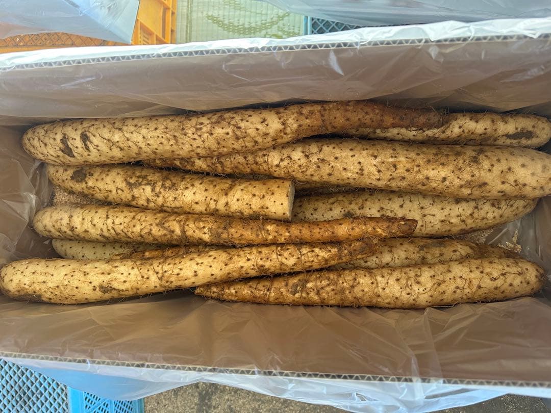 ひで様　贈答10キロと規格外10キロ