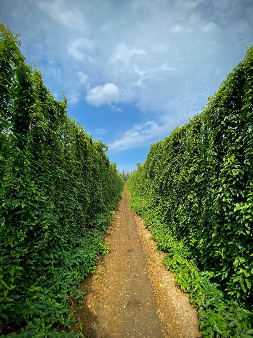 ひで様　贈答10キロと規格外10キロ