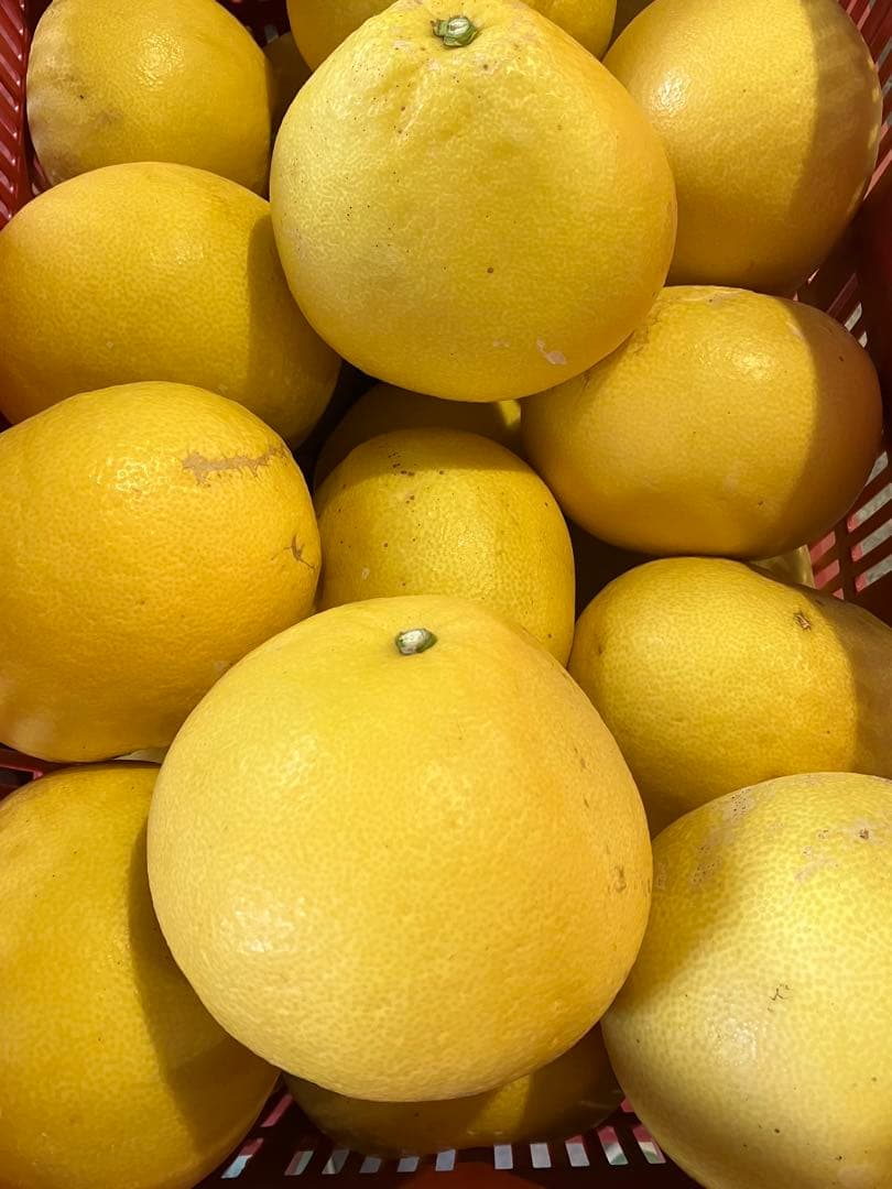 土佐文旦 20キロ 2L〜4Lサイズ