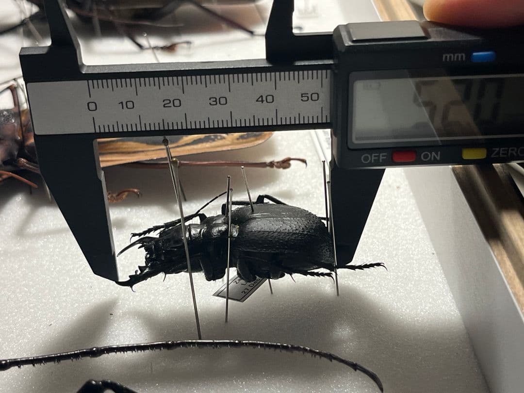 【52mm♀】オオエンマハンミョウ Manticora 昆虫標本