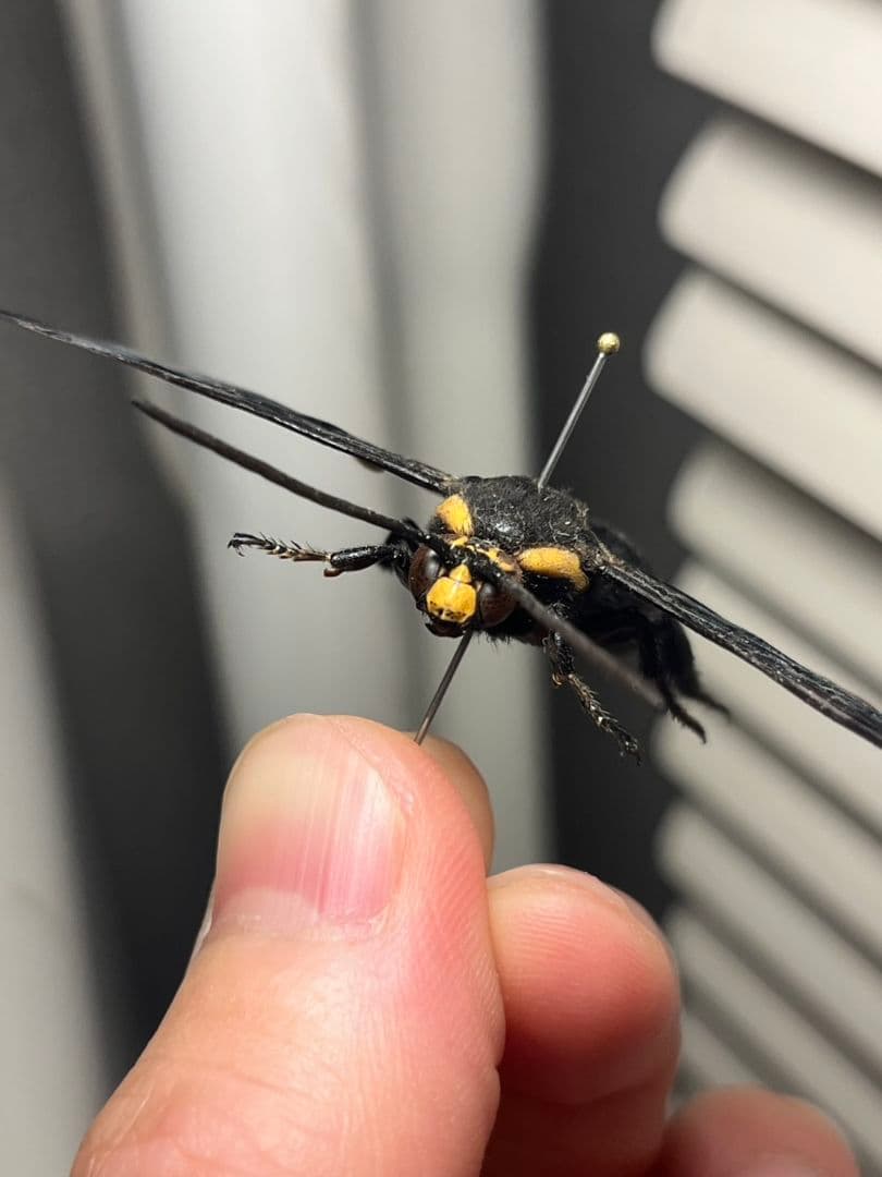 【雀蜂最大級】ツチバチ60mm Megascoliaハチトンボ