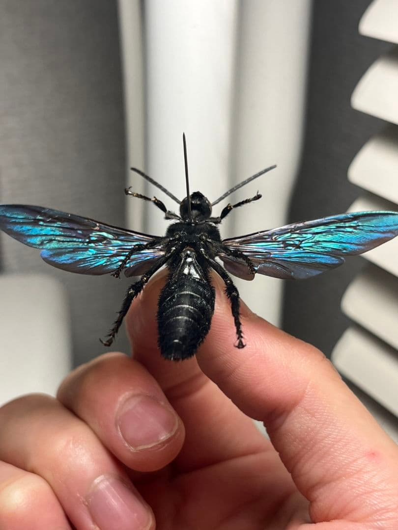 【雀蜂最大級】ツチバチ60mm Megascoliaハチトンボ