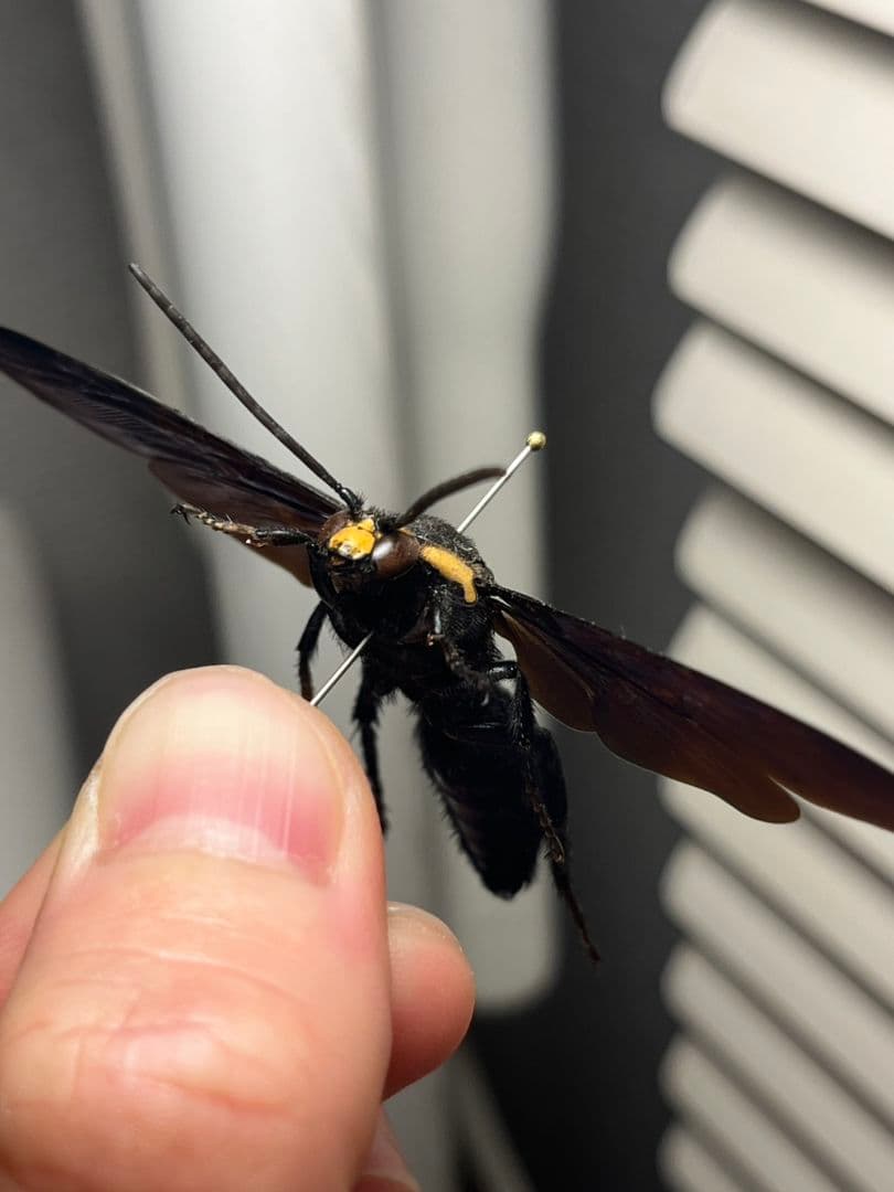 【雀蜂最大級】ツチバチ60mm Megascoliaハチトンボ