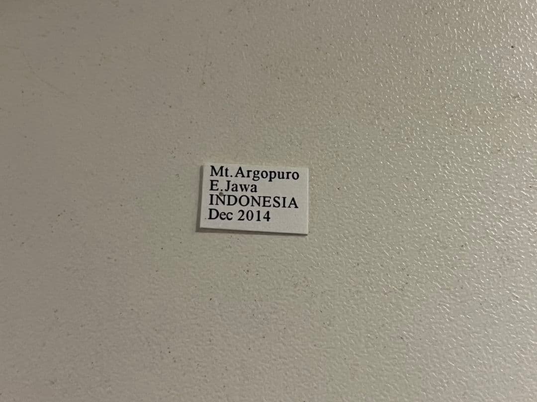 【雀蜂最大級】ツチバチ60mm Megascoliaハチトンボ