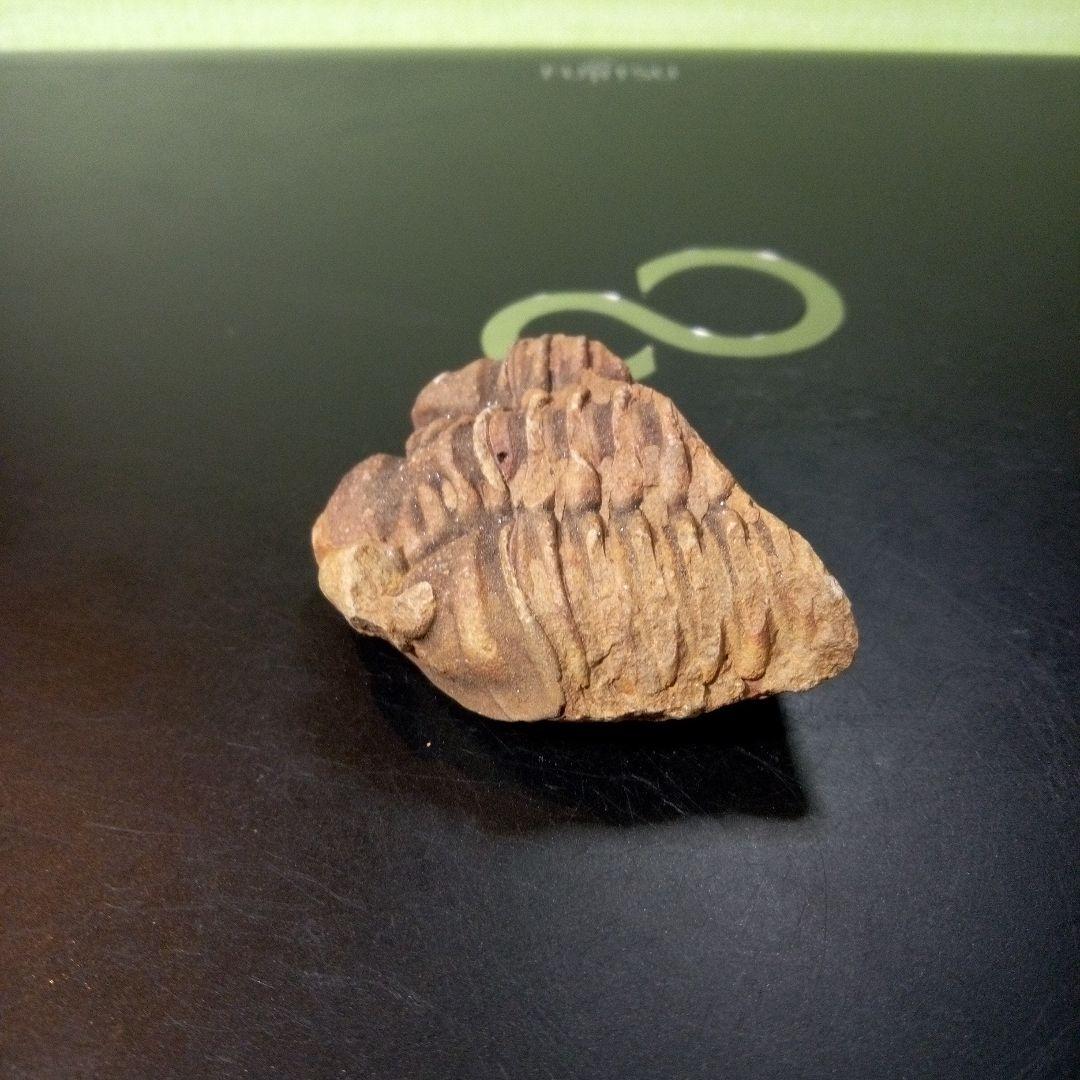 三葉虫　化石　fossil　ボリビア産　トライロバイト　Fossil番号③